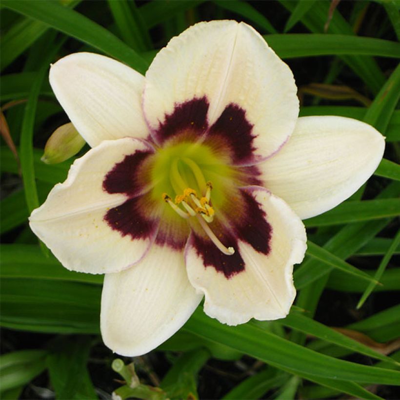 Hemerocallis Moonlight Masquerade - Taglilie (Flowering)