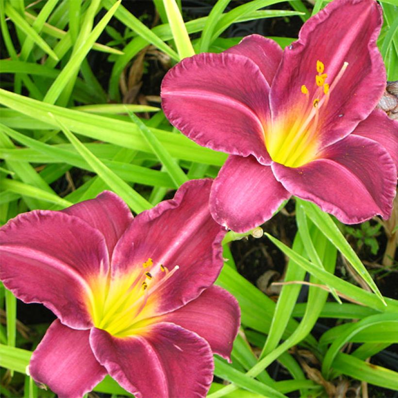 Hemerocallis Olive Bailey Langdon - Taglilie (Flowering)