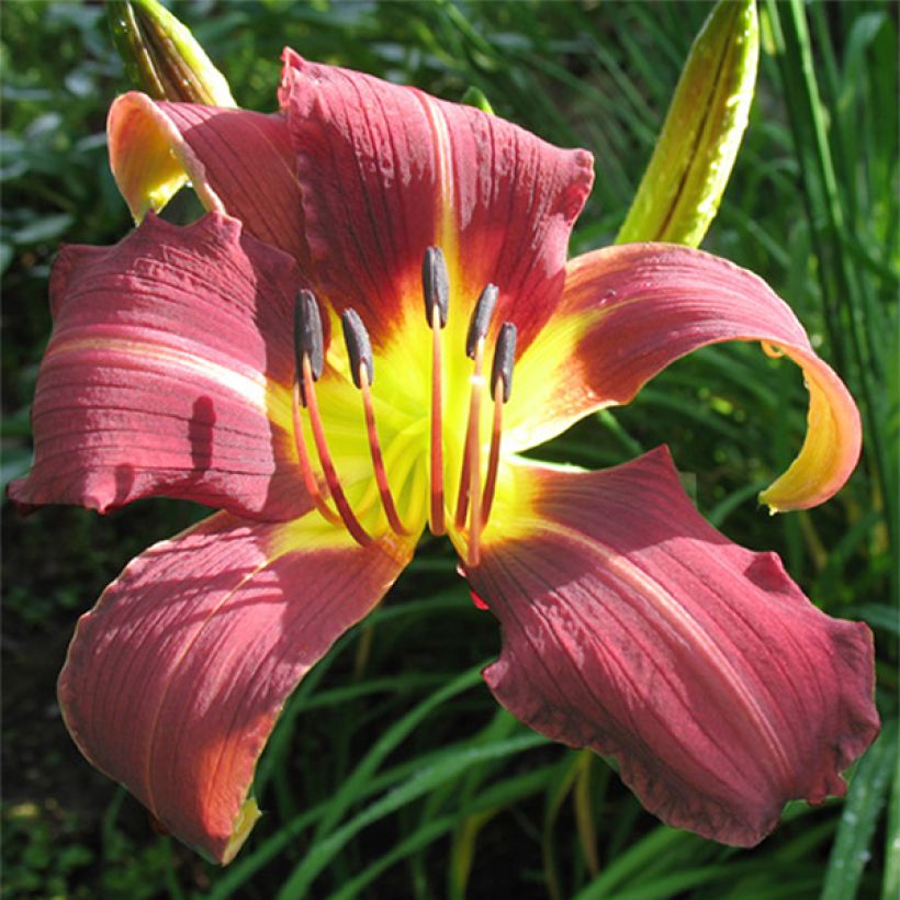 Hemerocallis Purple Magic - Taglilie (Flowering)