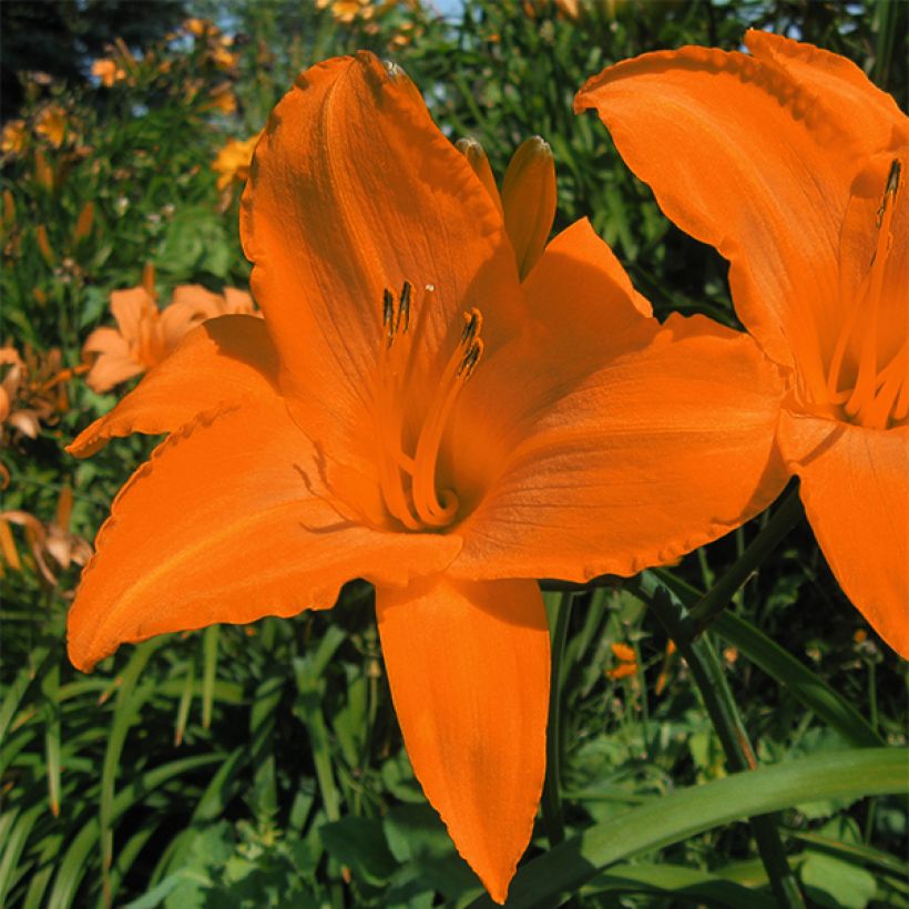 Hemerocallis Rainbow Gold - Taglilie (Flowering)