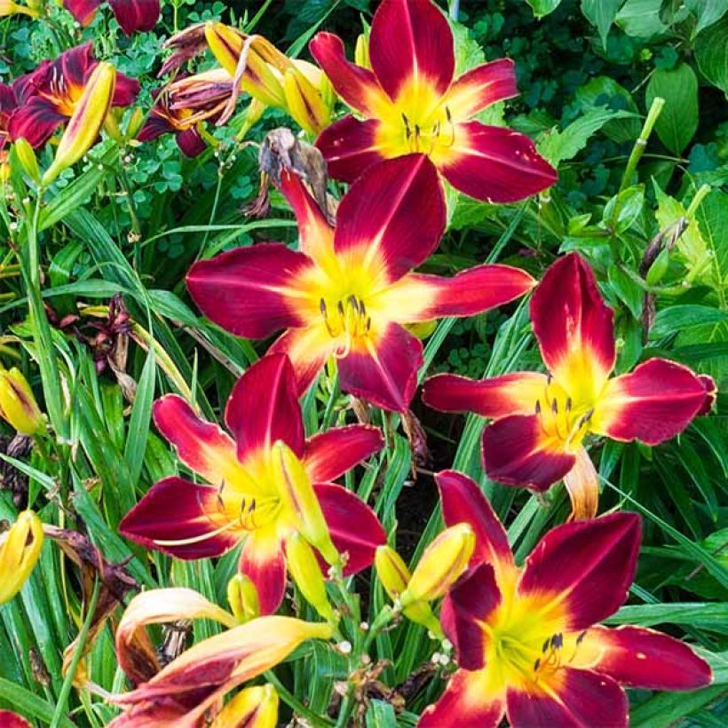 Hemerocallis Ruby Spider - Taglilie (Flowering)