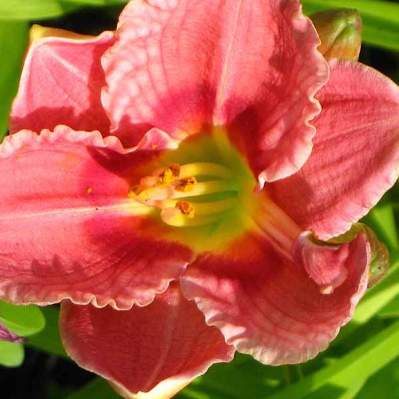 Hemerocallis Siloam Ribbon Candy - Taglilie (Flowering)
