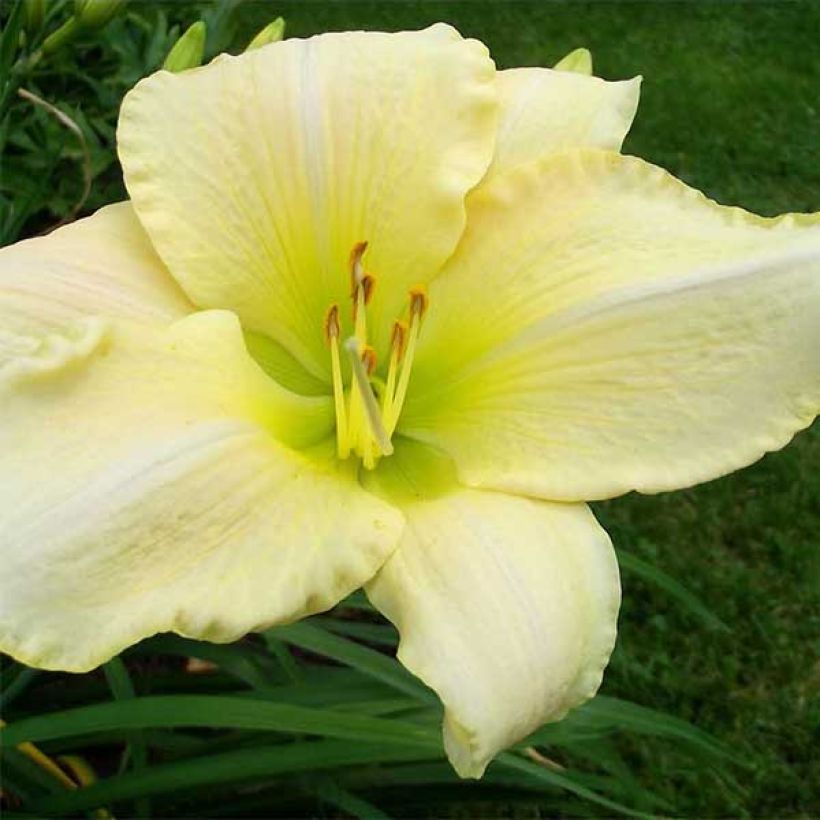 Hemerocallis Snowy Apparition - Taglilie (Flowering)