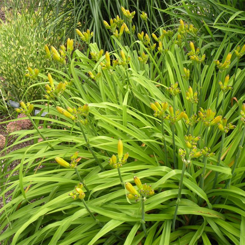 Hemerocallis Snowy Apparition - Taglilie (Plant habit)