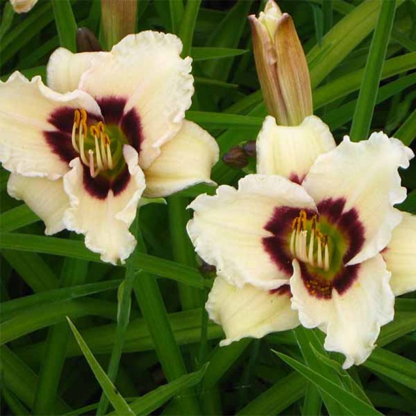 Hemerocallis Snowy Eyes - Taglilie (Flowering)