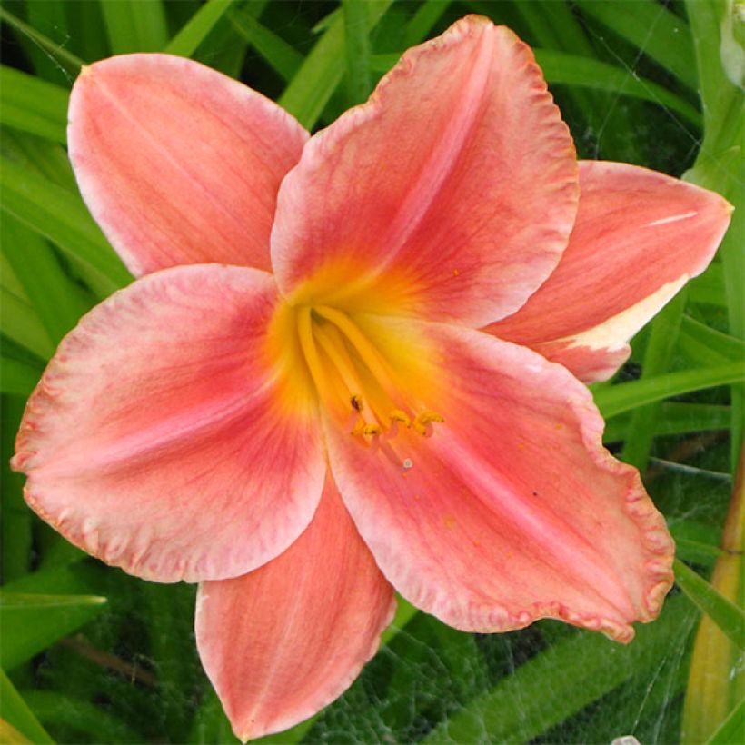 Hemerocallis South Seas - Taglilie (Flowering)