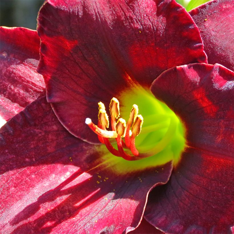 Hemerocallis Vintage Bordeaux - Taglilie (Flowering)