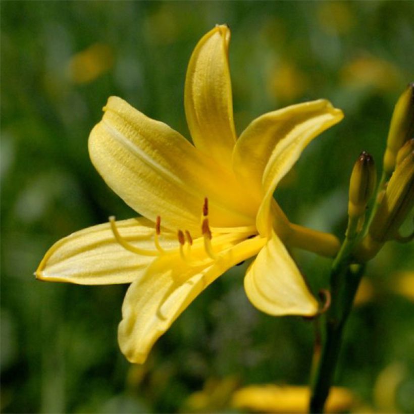 Hemerocallis lilioasphodelus - Taglilie (Flowering)