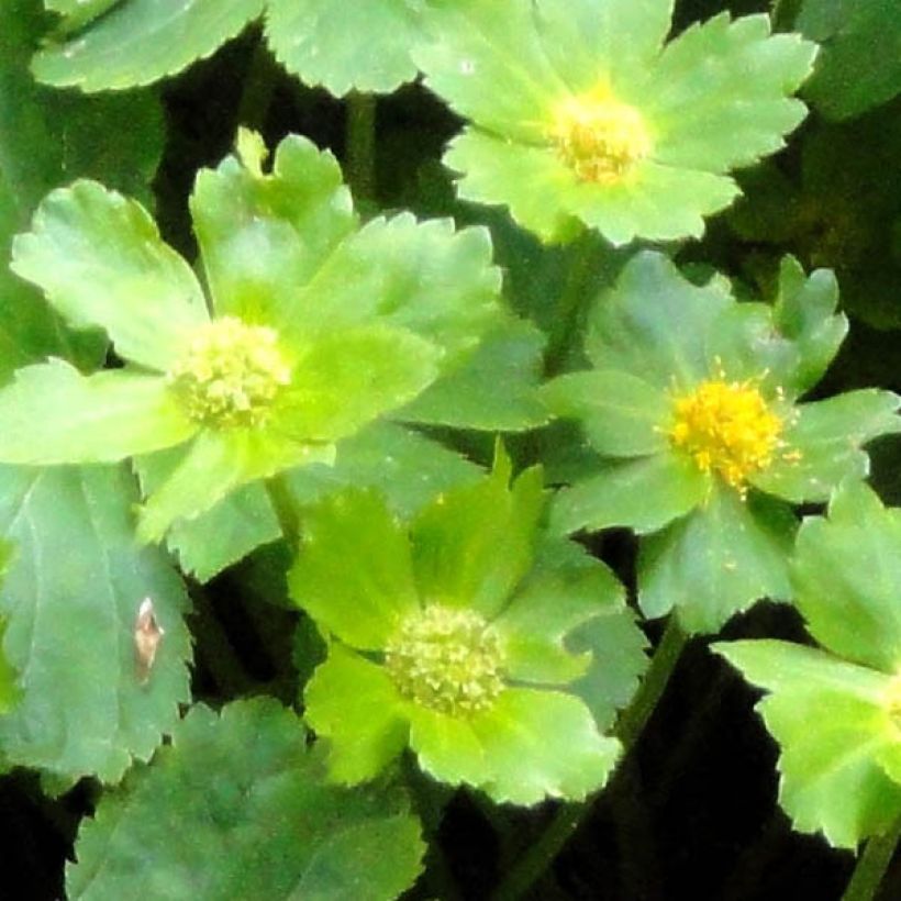 Hacquetia epipactis - Schaftdolde (Foliage)