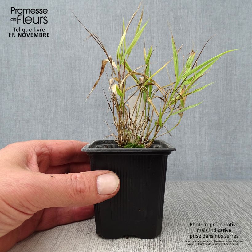Example of Hakonechloa macra Aureola - Japangras Kleine Töpfe von 8/9 cm as you get in automne