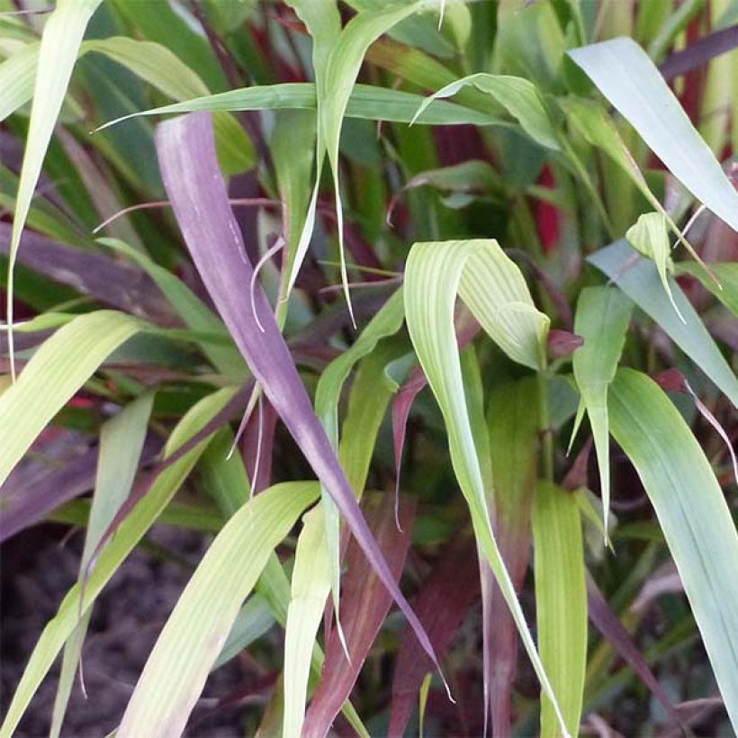 Hakonechloa macra Beni-Kaze - Japangras (Foliage)