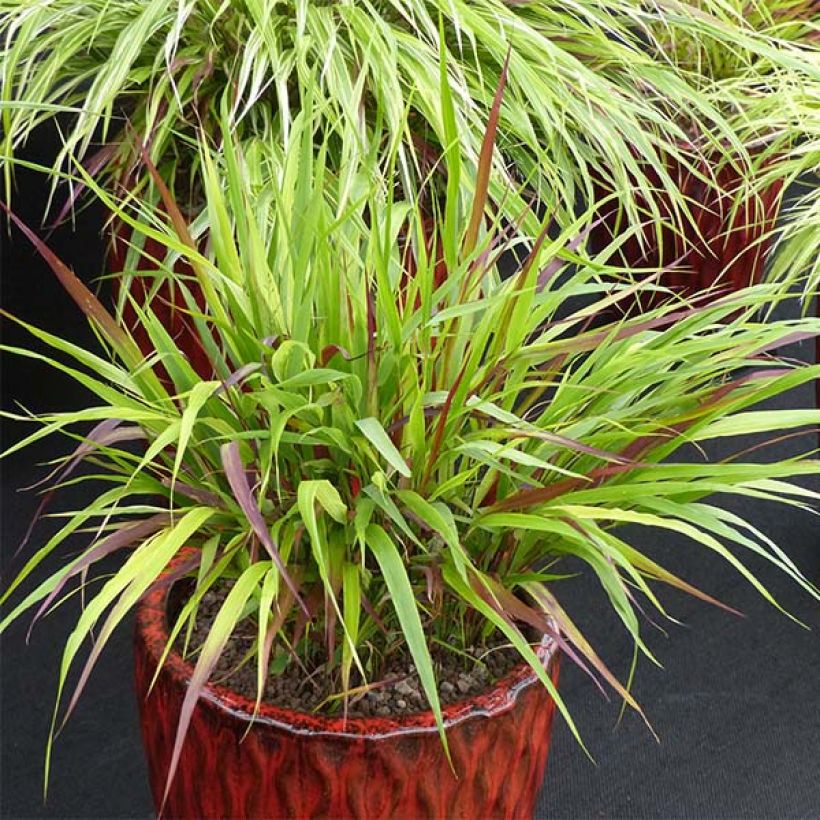 Hakonechloa macra Beni-Kaze - Japangras (Plant habit)