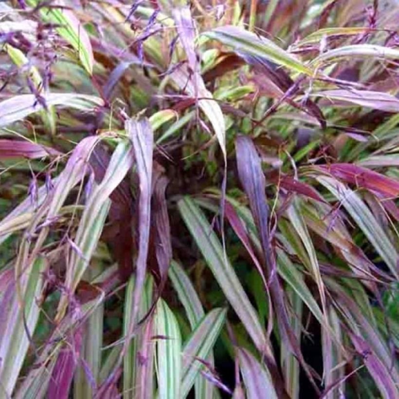 Hakonechloa macra Naomi - Japangras (Foliage)