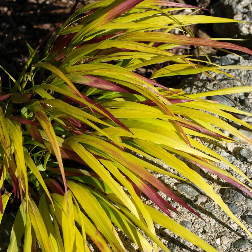 Hakonechloa macra Sunflare - Japangras (Foliage)