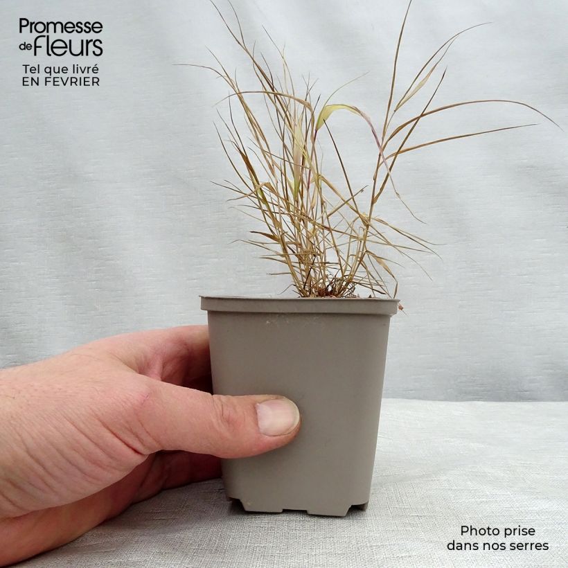 Exemplar von Hakonechloa macra Sunflare - Japangras Kleine Töpfe von 8/9 cm wie im Winter geliefert