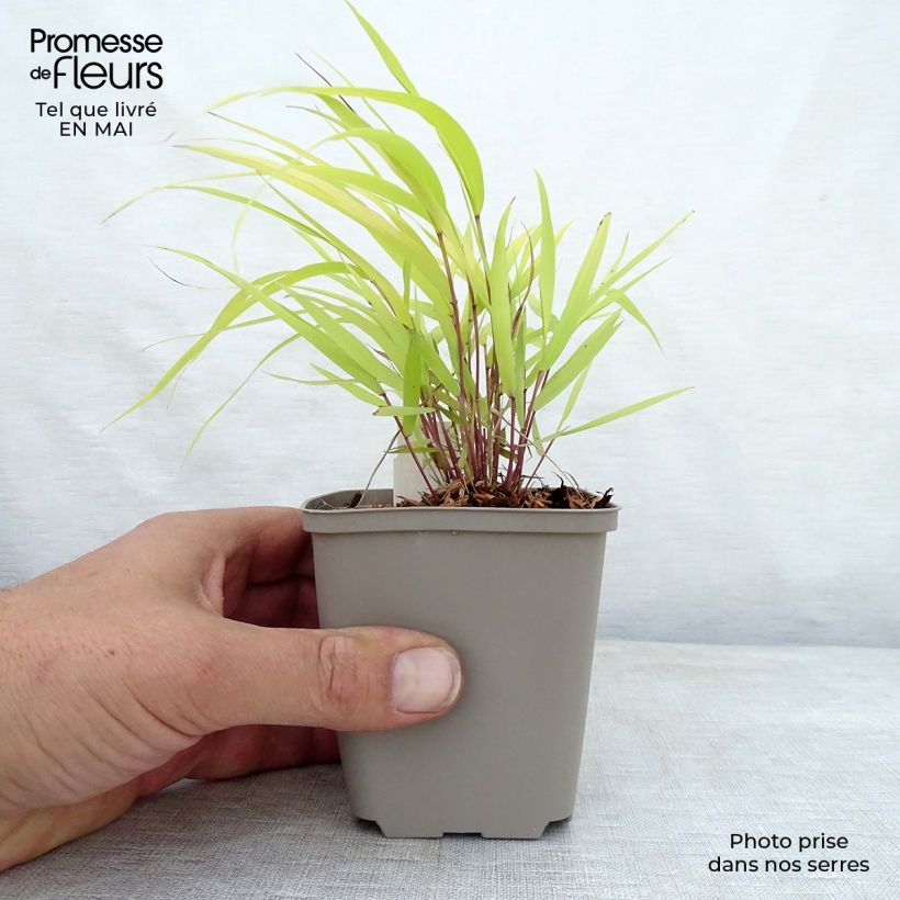 Exemplar von Hakonechloa macra Sunflare - Japangras Kleine Töpfe von 8/9 cm wie im Frühjahr geliefert