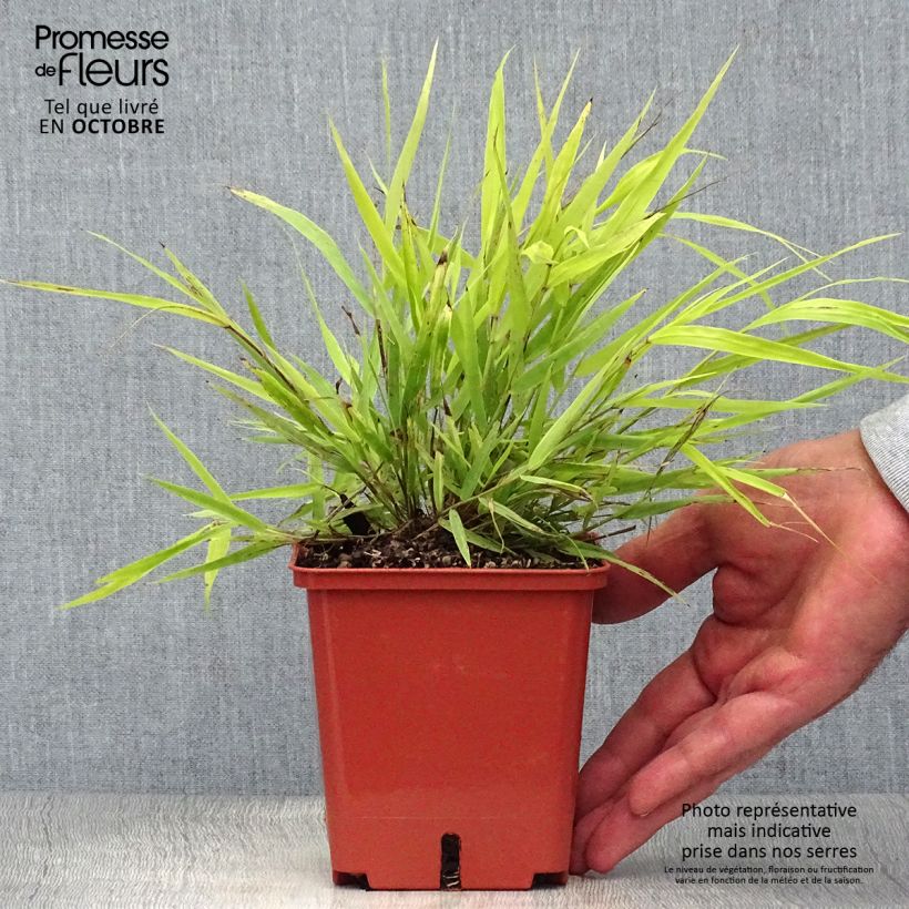 Example of Hakonechloa macra Sunflare - Japangras Topf mit 1L/1,5L as you get in automne