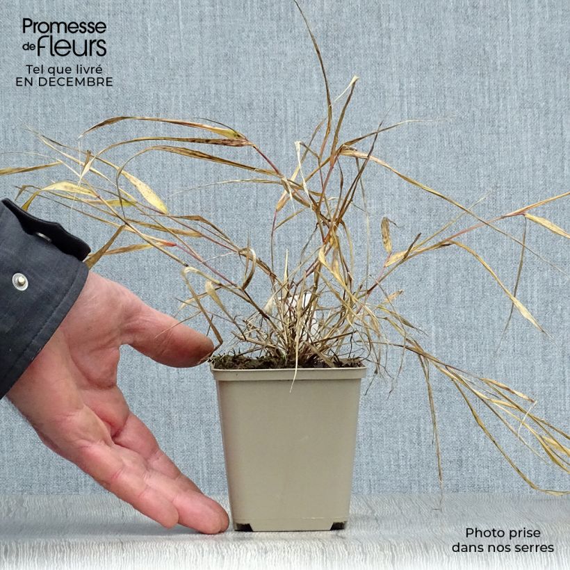 Exemplar von Hakonechloa macra Sunflare - Japangras Topf mit 1L/1,5L wie im Winter geliefert