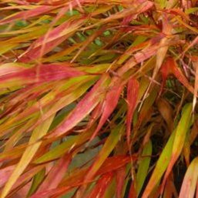 Hakonechloa macra Nicolas - Japangras (Foliage)