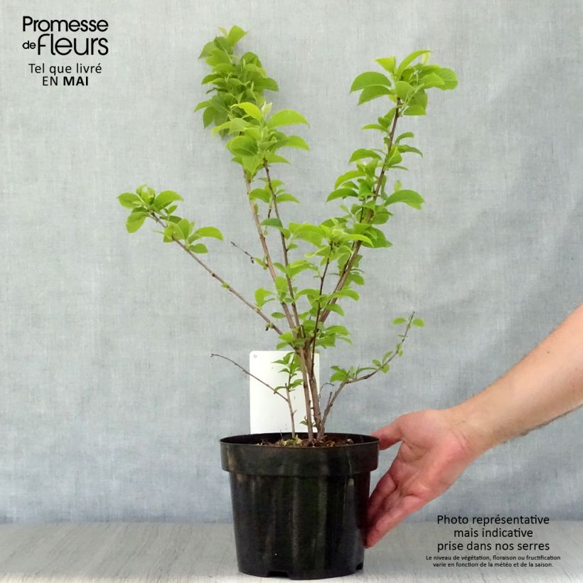 Exemplar von Halesia carolina - Maiglöckchenbaum Topf mit 2L/3L wie im Frühjahr geliefert