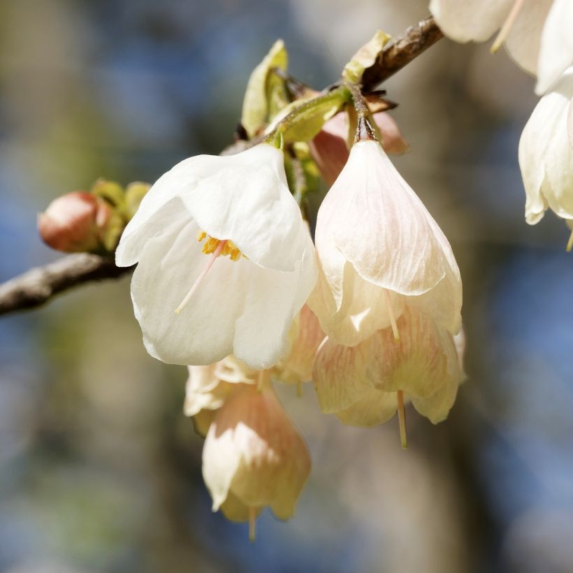 Halesia carolina U.Conn - Maiglöckchenbaum (Flowering)