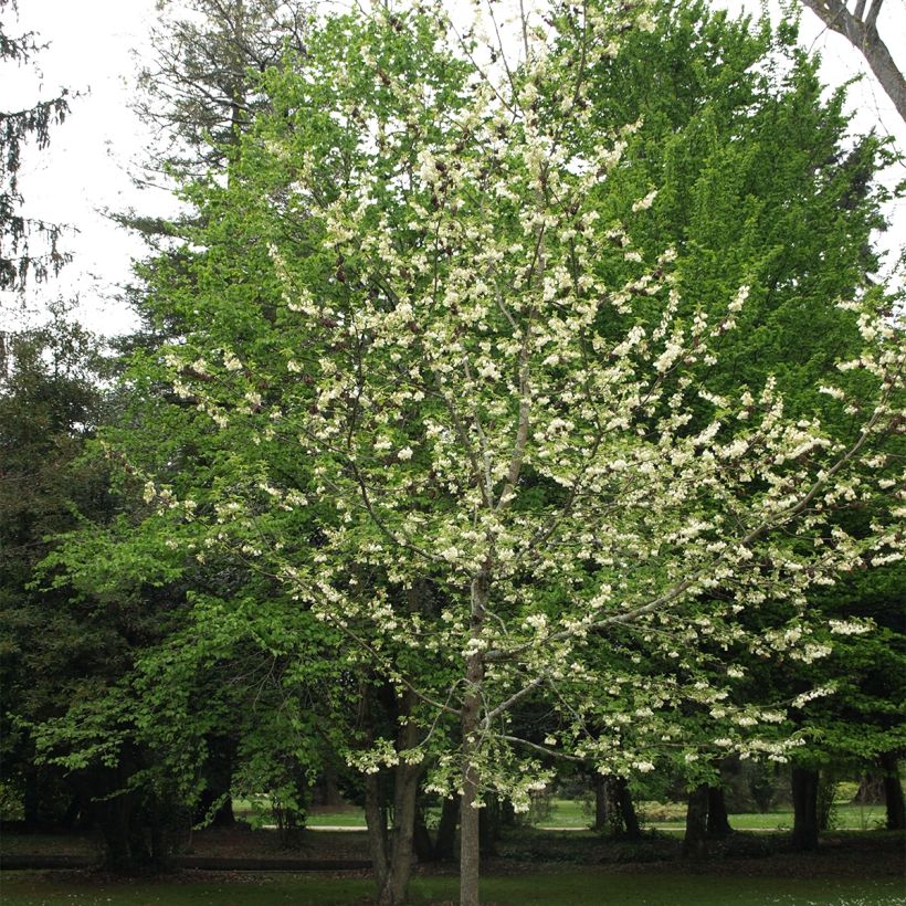 Halesia carolina U.Conn - Maiglöckchenbaum (Plant habit)