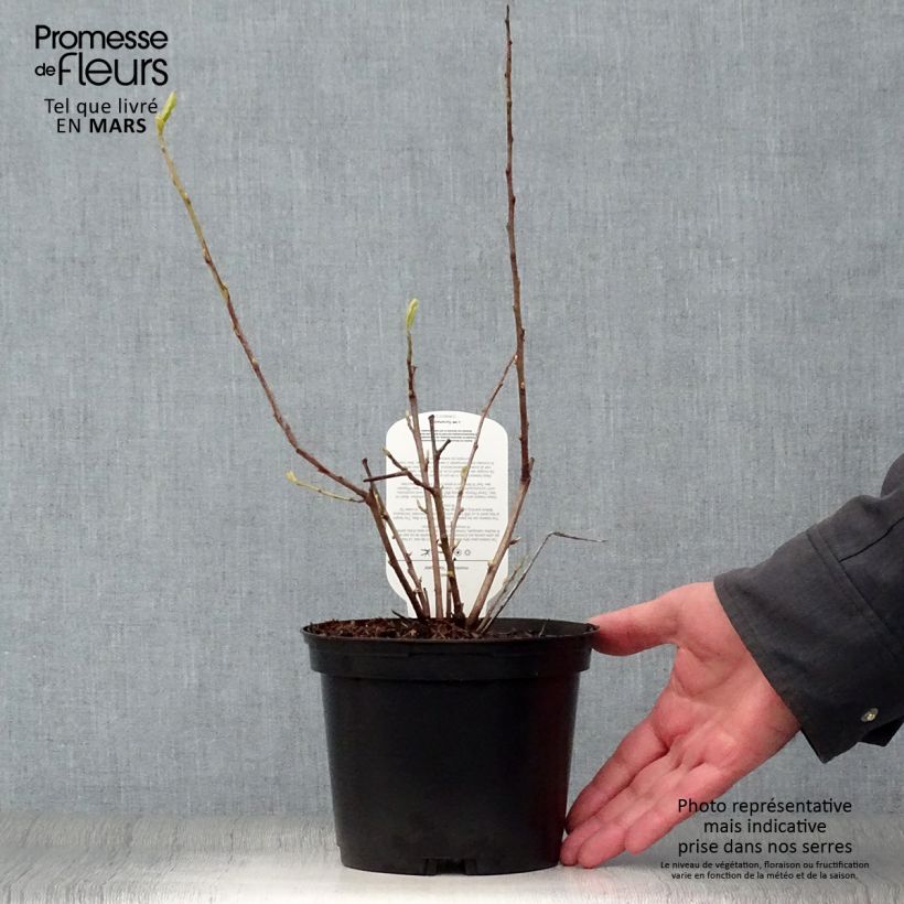 Example of Halesia monticola Variegata - Berg-Maiglöckchenbaum Topf mit 2L/3L as you get in printemps