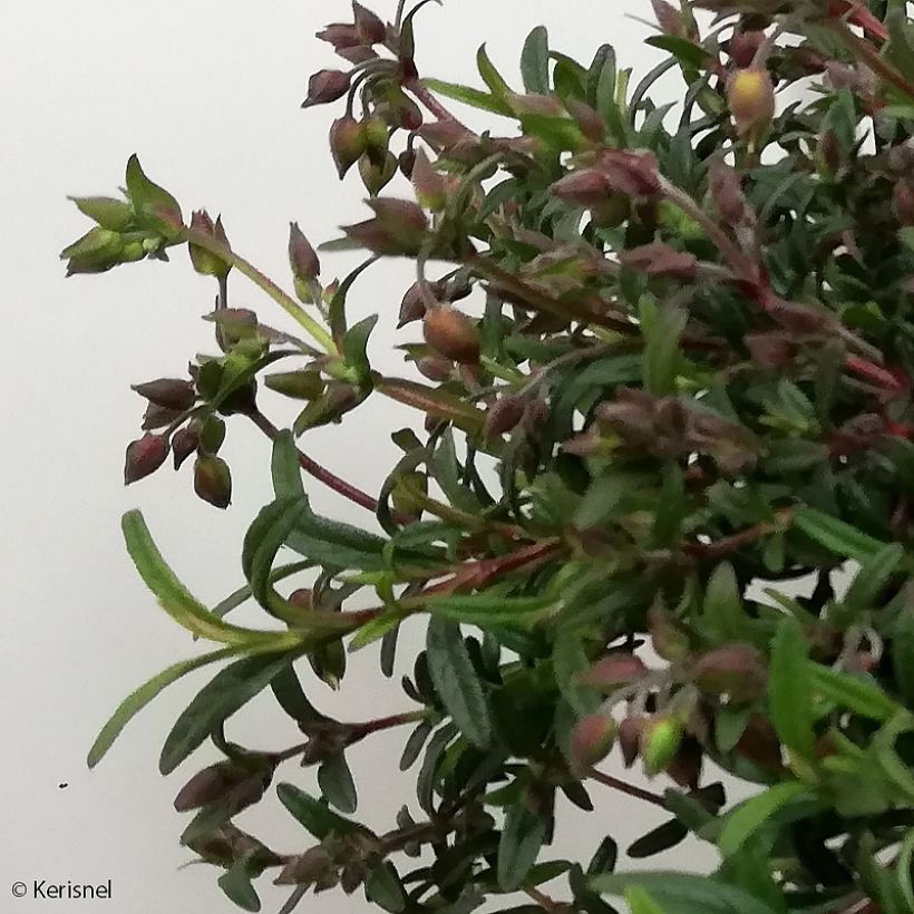 Halimiocistus sahucii - Hybrid-Zistrose (Foliage)