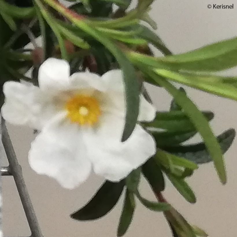Halimiocistus sahucii - Hybrid-Zistrose (Flowering)