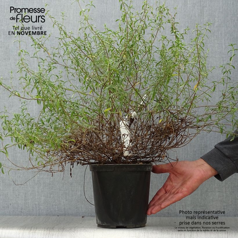 Example of Halimiocistus sahucii - Hybrid-Zistrose Topf mit 4L/5L as you get in automne