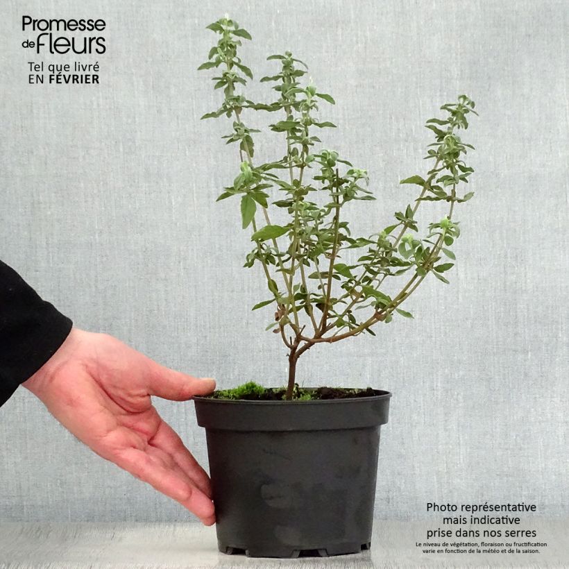 Example of Halimiocistus wintonensis Merrist Wood Cream - Hybrid-Zistrose Topf mit 2L/3L as you get in hiver