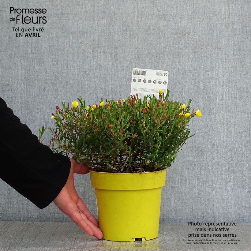 Example of Halimium libanotis April Sun - Steinrose Topf mit 1,5L/2L as you get in printemps