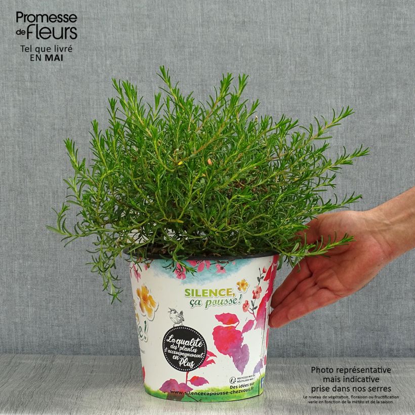 Example of Halimium commutatum - Libanesischer Sonnenteppich Topf mit 4L/5L as you get in printemps