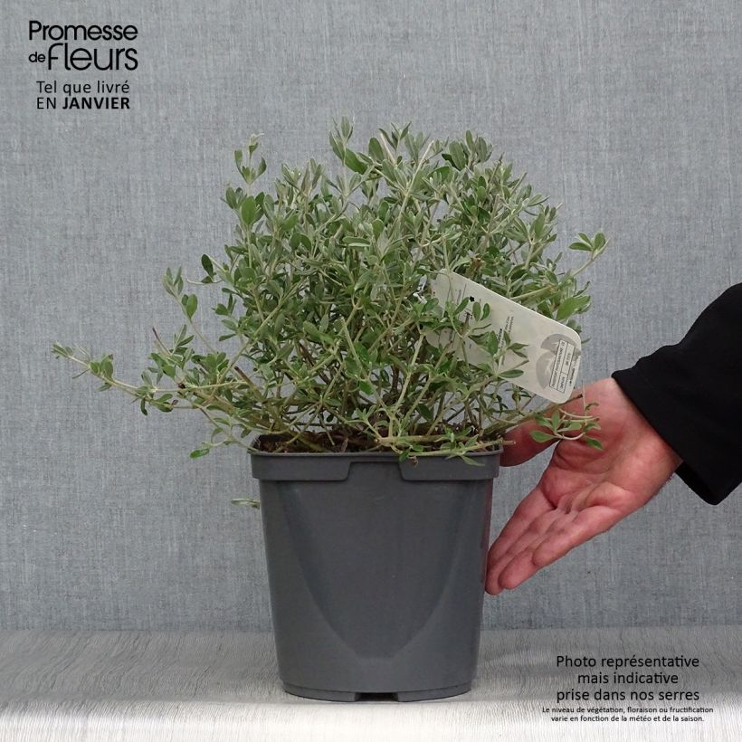 Example of Halimium lasianthum subsp. formosum - Steinrose Topf mit 4L/5L as you get in hiver