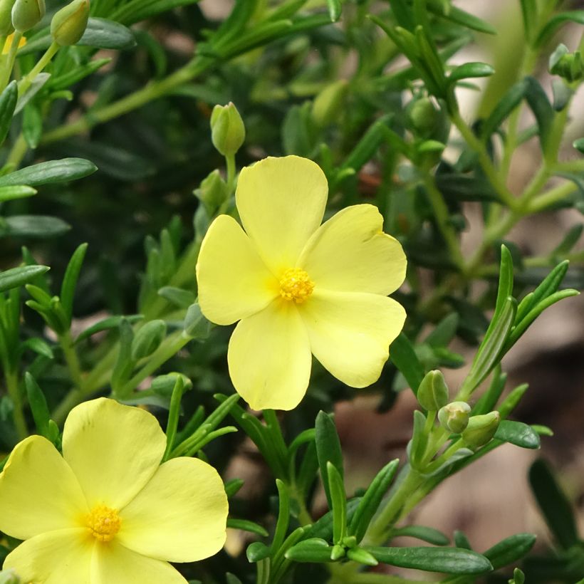 Halimium libanotis April Sun - Steinrose (Blüte)