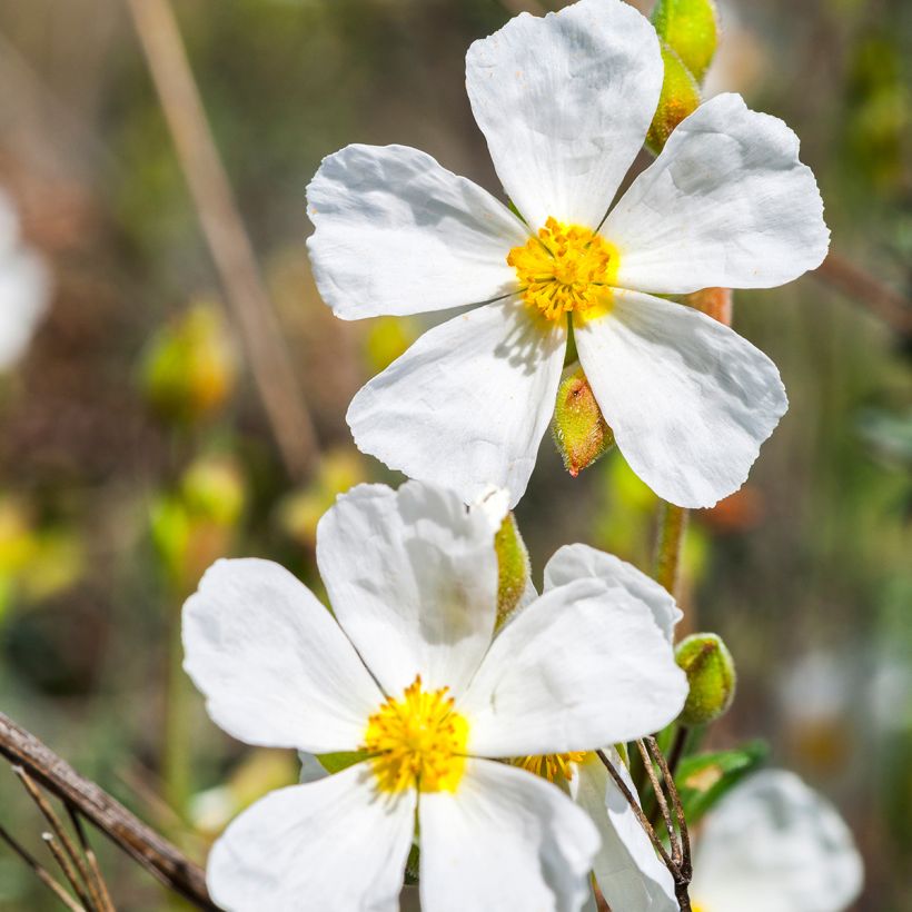 Halimium umbellatum April Snow - Steinrose (Blüte)