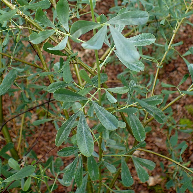 Halimodendron halodendron - Salzstrauch (Foliage)