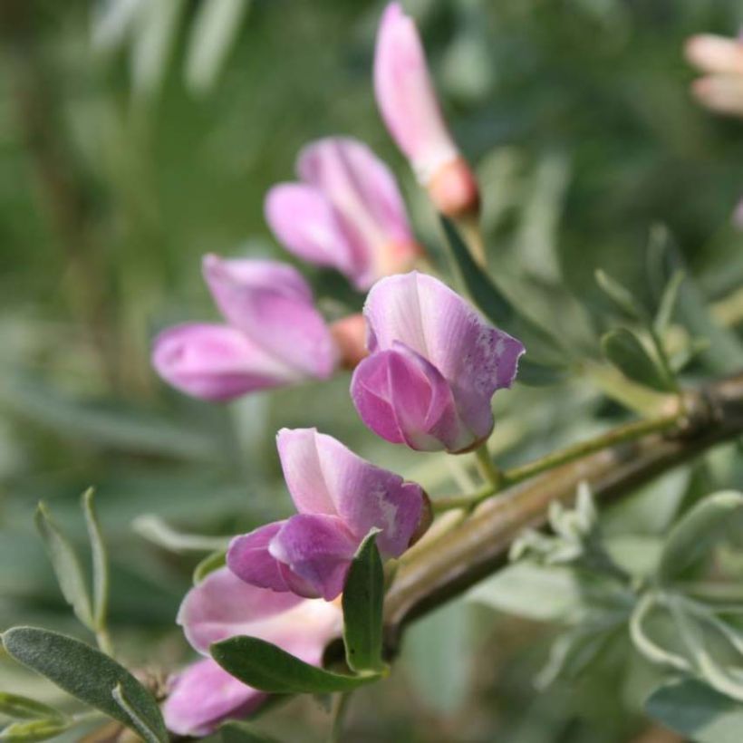 Halimodendron halodendron - Salzstrauch (Flowering)