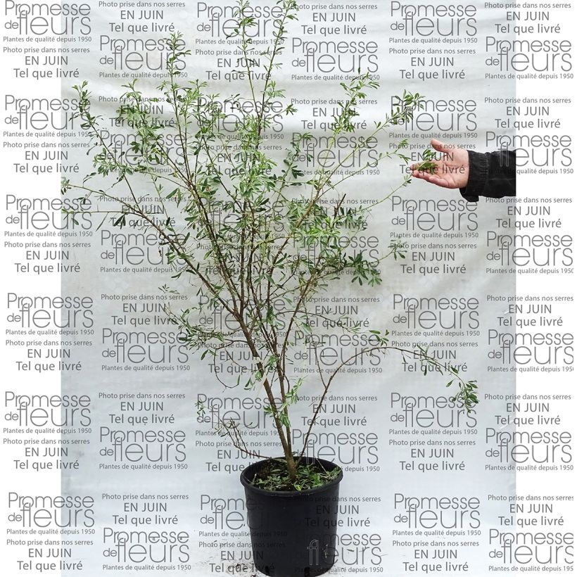 Example of Halimodendron halodendron - Salzstrauch Topf mit 12L/15L as you get