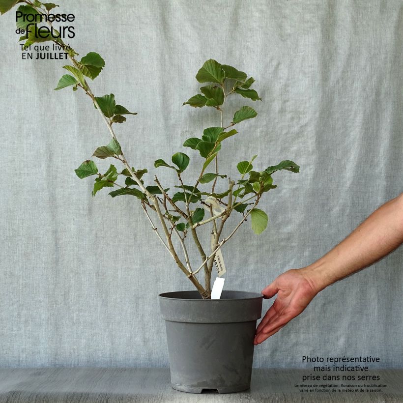 Example of Zaubernuss Ruby Glow - Hamamelis intermedia Topf mit 6L/7L as you get in ete