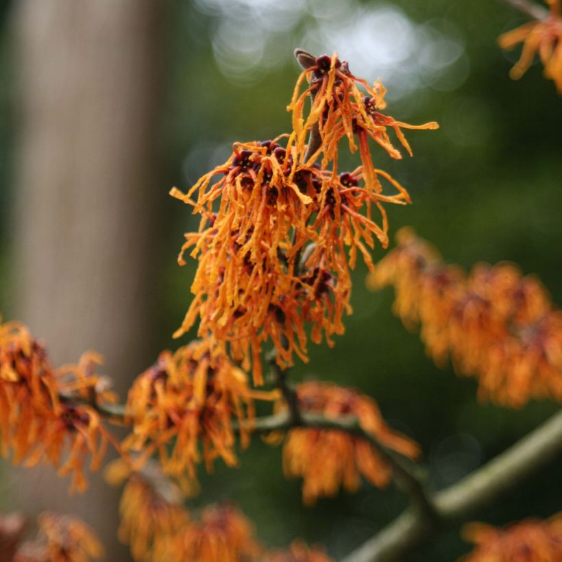 Zaubernuss Aphrodite - Hamamelis intermedia (Flowering)