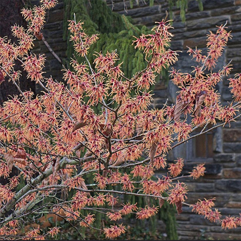 Zaubernuss Feuerzauber - Hamamelis intermedia (Flowering)