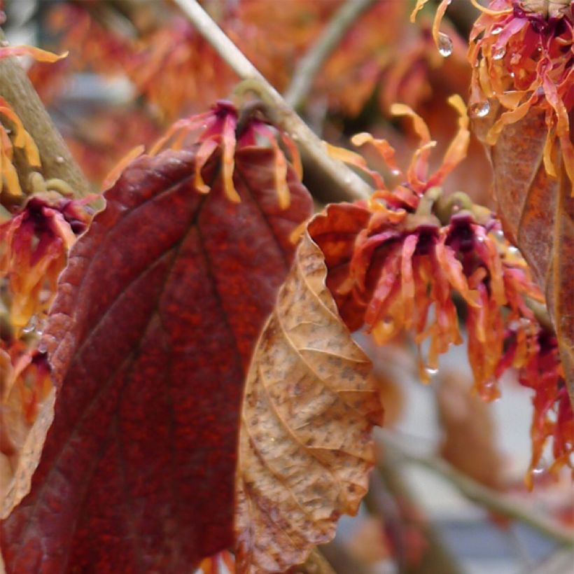 Zaubernuss Jelena - Hamamelis intermedia (Foliage)