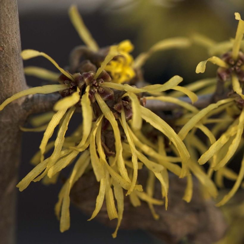 Zaubernuss Westerstede - Hamamelis intermedia (Flowering)