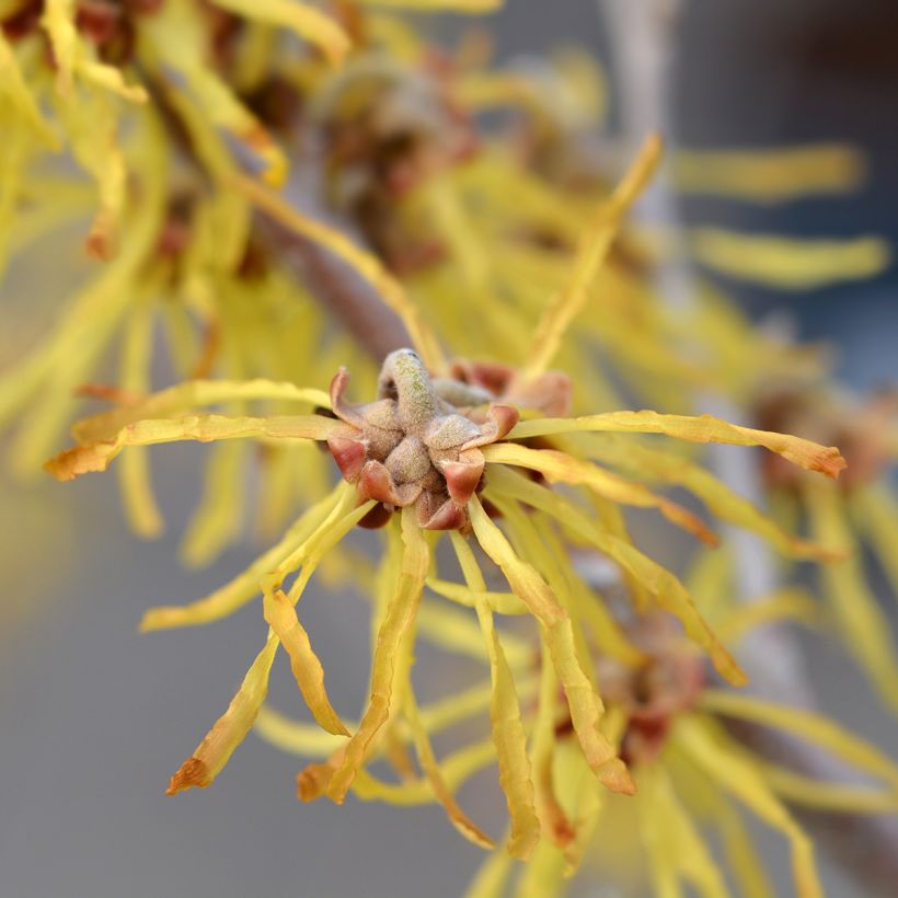 Zaubernuss Arnold Promise - Hamamelis intermedia (Blüte)