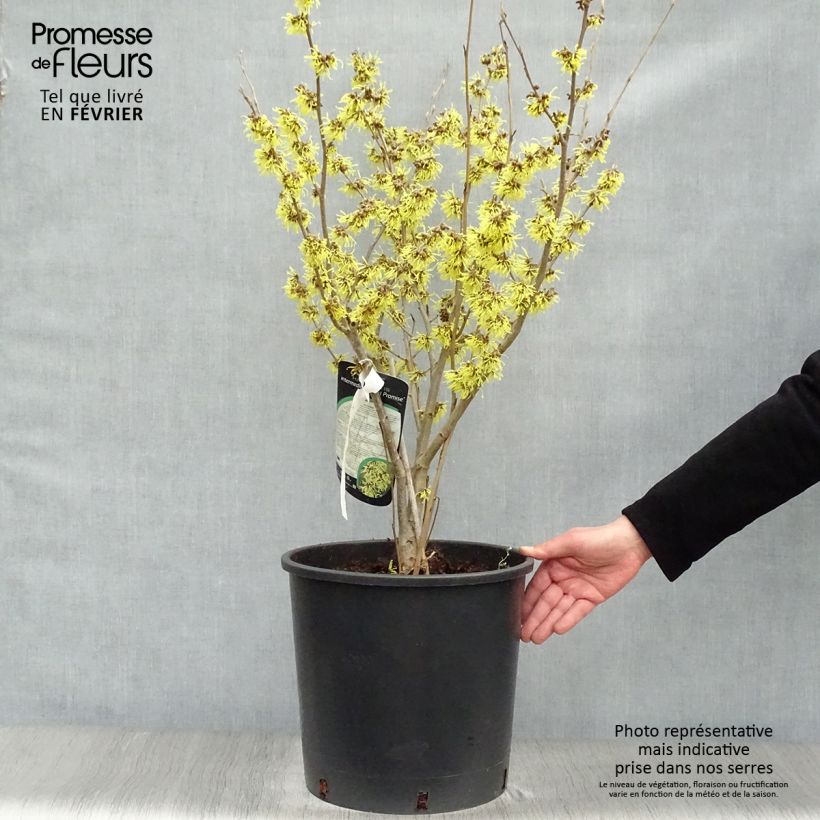 Exemplar von Zaubernuss Arnold Promise - Hamamelis intermedia Topf mit 18L/20L wie im Winter geliefert