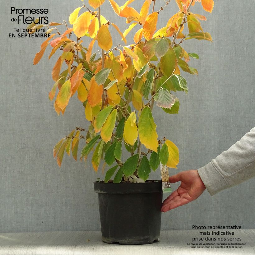 Example of Zaubernuss Arnold Promise - Hamamelis intermedia Topf mit 4L/5L as you get in automne
