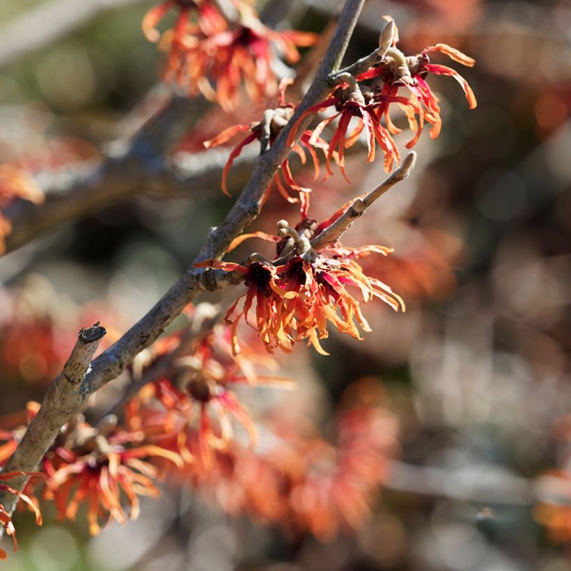 Zaubernuss Diane - Hamamelis intermedia (Flowering)