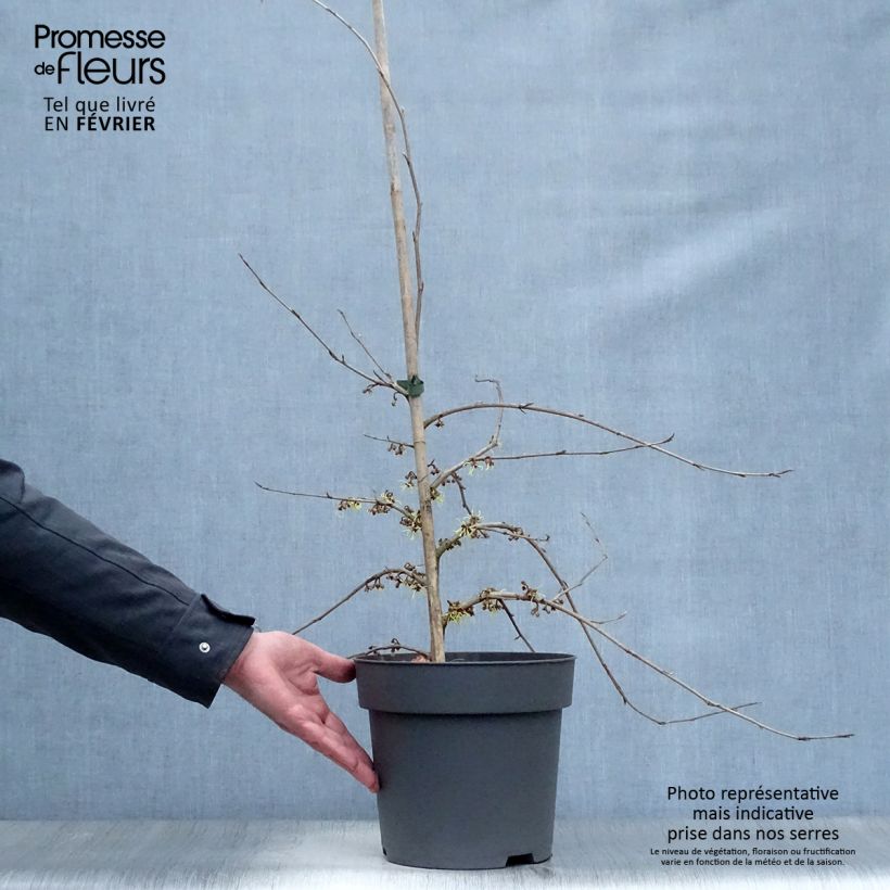 Exemplar von Japanische Zaubernuss Pendula - Hamamelis japonica Topf mit 6L/7L wie im Winter geliefert