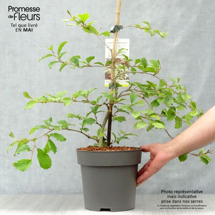 Exemplar von Japanische Zaubernuss Pendula - Hamamelis japonica Topf mit 6L/7L wie im Frühjahr geliefert